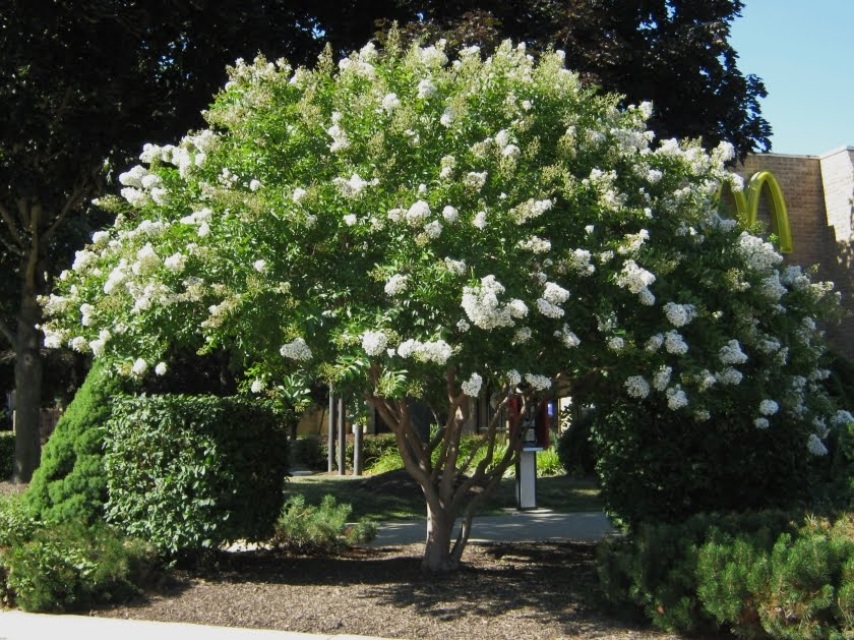 SARAH'S FAVORITE (25' White, Great Shade Tree)