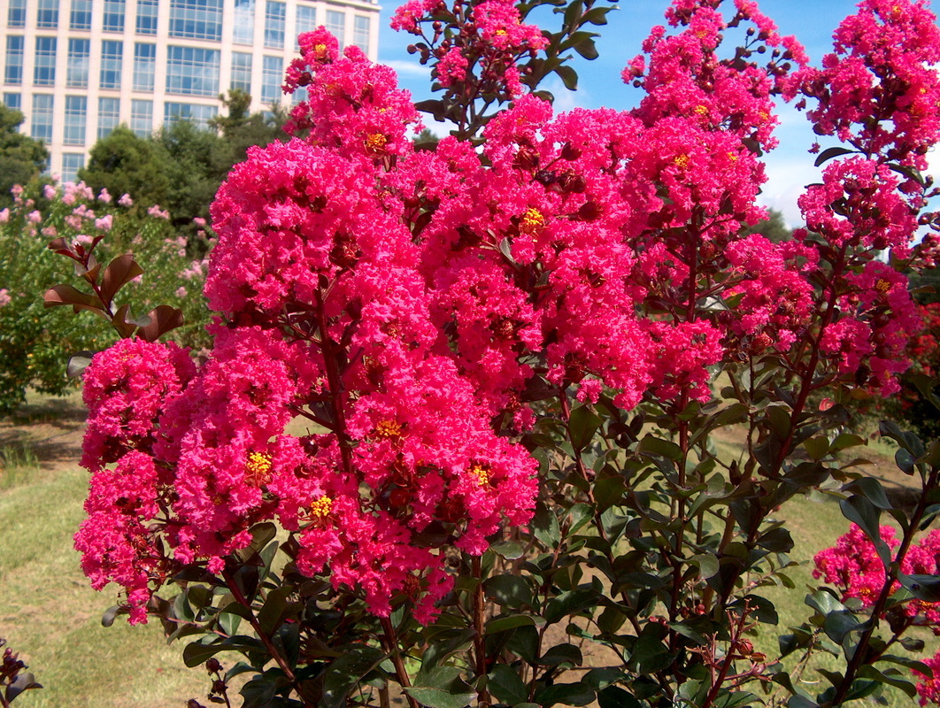 How Much Water Does Crepe Myrtle Need? Essential Tips.