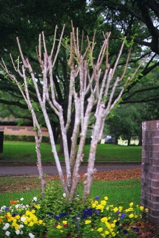 when to trim crepe myrtle trees in georgia, Tavernier FL